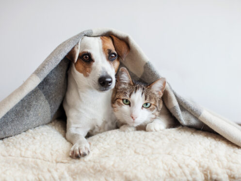 Our Furry Friends that we love.